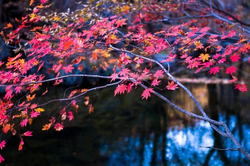 榴莲app功能界面展示